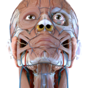 Visual Anatomy 3D – Human body Apk by GraphicViZion