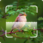 Bird Sound Bird Identifier Apk by Tele Mobile Labs Ltd.