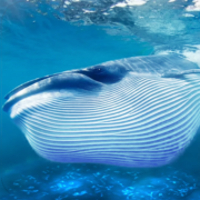 The Blue Whale Apk by Wild Life