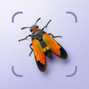 Bug ID – Insect Identifier Apk by AIBY Inc.